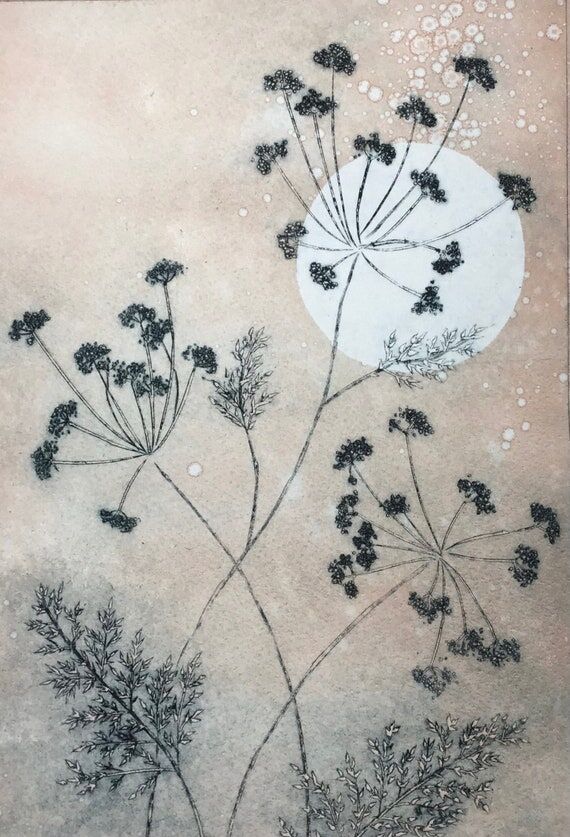 Cow parsley seed heads against sun. Original ...