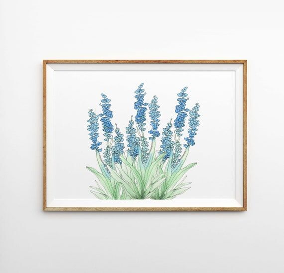 Watercolor Bluebonnets Art Print - Hand Paint...