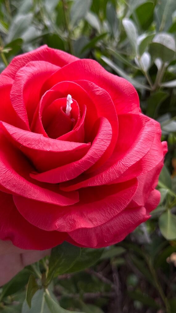 Realistic Red Rose Candle, Beeswax Flower, U...