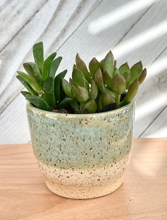 Handmade Ceramic Succulent Pot, Oatmeal Teal ...